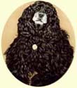 Click for larger image of American Cocker Spaniel painting