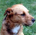 Tarn - Fell Terrier