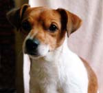 Toby - Jack Russell Terrier - Rainbow Bridge