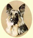 Clcick for Larger Image of Australian Shepherd Dog