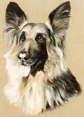 Pet Portraits - Australian Shepherd Dog in Oils