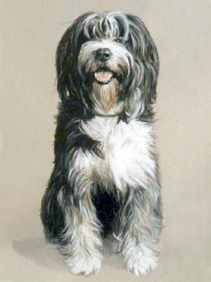 Pet Portraits - Bearded Collie Sitting Down - Socks painted in Oils