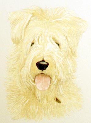 Pet Portraits - Bearded Collie Mix Head Study - Watercolours