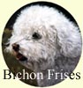 Click For More Images of Bichon Frises