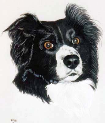 Pet Portraits - Border Collie Head Study - Emma - Watercolours