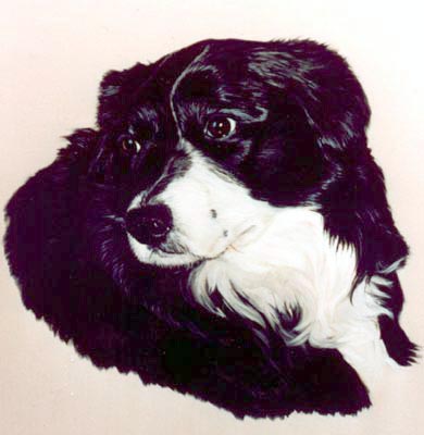 Pet Portraits - Border Collie - Black and White -  Head Study - Oils