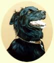 Click for Larger Border Collie painting
