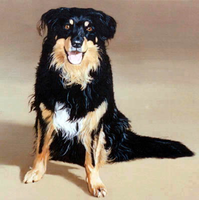 Border Collie Sharna - Full Body Study in Oils on Canvas