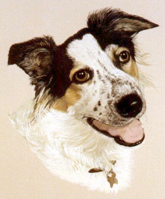 Pet Portraits - Border Collie - Tricolour Head Study - Watercolours