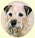 Click for Larger Border Terrier Image
