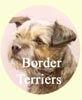 Click for more Border Terrier Images