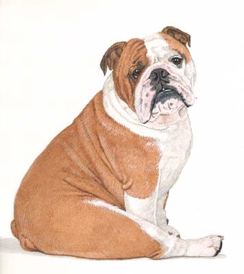 Pet Portraits - Bulldog Painting