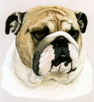 Pet Portraits - Bulldog Chloe - Watercolours