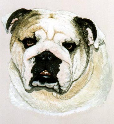 Pet Portraits - Bulldog Monty - Watercolours
