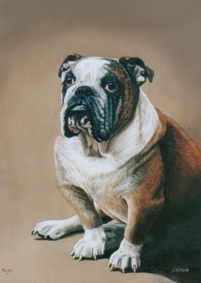Pet Portraits - Bulldog Rocky - Oils
