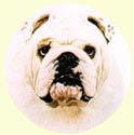 Click for larger Bulldog painting