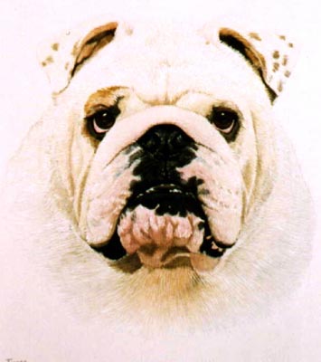 Pet Portraits - Bulldog Timmy - Watercolours