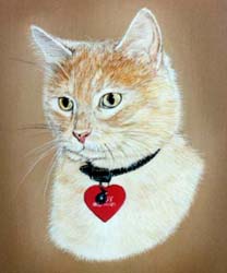 Cat Cody from the USA - Painted in Oils on Canvas