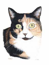 Pet Portraits - Cat paintings by Isabel Clark - English Artist