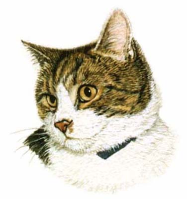 Pet Portraits - Tabby and White Cat in Watercolours