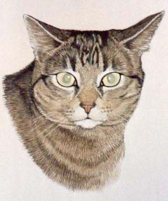 Pet Portraits - Tabby Cat Head Study 2 in Watercolours