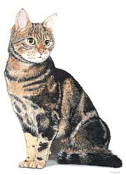 Pet Portraits - Cat Paintings - Tortoisehell Kitten