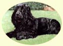 Click for Larger Cocker Spaniel painting