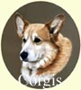 Click for more images of Corgis