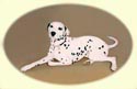 Click for Large Image of Dalmatian