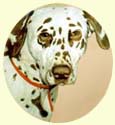 Click for Larger Image of Dalmatian