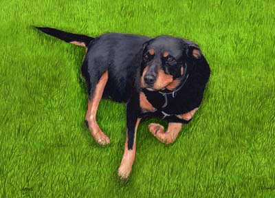 Pet Portraits - Dog paintings - Doberman portraits
