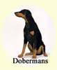 Click for more Images of Dobermans