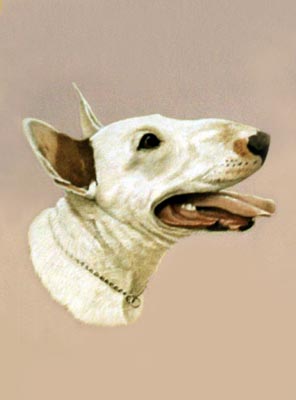 Pet Portraits - Dog Paintings from Your Own Photos - English Bull Terrier White - Watercolours