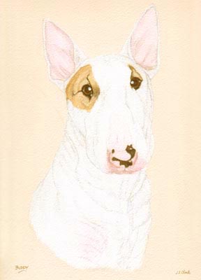 Pet Portraits - Dog Paintings from your Own Photos - English Bull Terrier Buddy - Watercolours