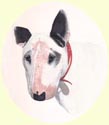 Click for Larger Image of English Bull Terrier