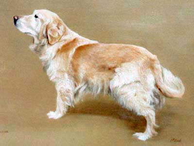 Pet Portraits - Dog Paintings from Your Own Photos - Golden Retriever Full Body Study - Sascha - Oils