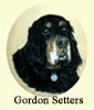 Click for more Images of Gordon Setters