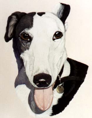 Pet Portraits - Dog Paintings from your Own Photos - Greyhound Head Study Black and White - Watercolours