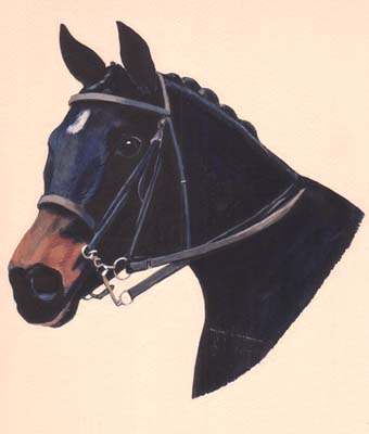 Pet Portraits - Horse and Pony Paintings from Your Favourite Photos