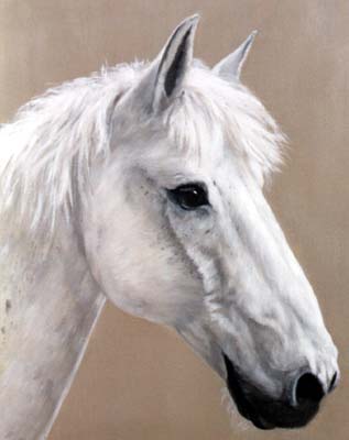 Pet Portraits - Horse and Pony Paintings from Your Favourite Photos - Horse Head Study in Oils