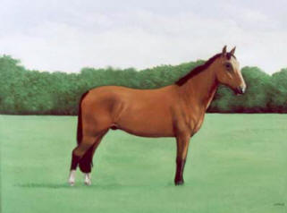 Pet Portraits - Horse and Pony Paintings from Your Favourite Photos - Horse Study in Oils