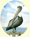 Click for larger image of Pelican