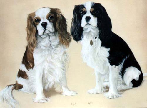 Pet Portraits - Dog Portraits from Your Favourite Photos - Cavalier King Charles Spaniels
