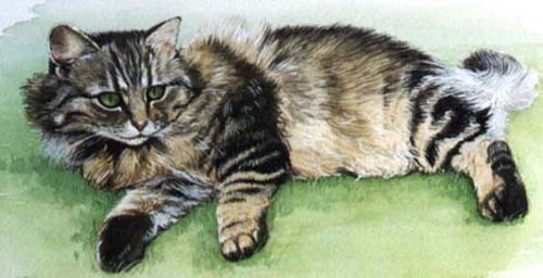 Pet Portraits -   Cat Paintings from YOUR own photos - tabby cat lying on side