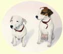 Click for larger Image of Jack Russell Terriers painting