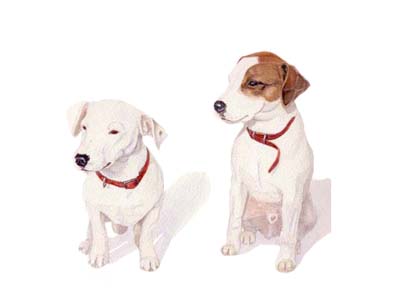 Pet Portraits dog paintings  - Jack Russell Terriers Watercolour Painting by Isabel Clark