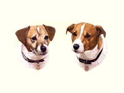 Pet Portraits - 2 Jack Russell Terriers paintings by Isabel Clark