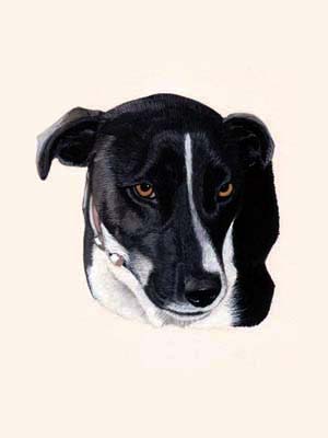 Pet Portraits dog paintings - Jack Russell Terriers paintings by Isabel Clark, English artisdt.