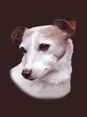 Pet Portraits - Jack Russell Terrier painting in oils by Isabel Clark, English Artist