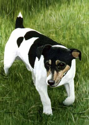 Pet Portraits dog paintings - Jack Russell Terriers  watercolour paintings by Isabel Clark